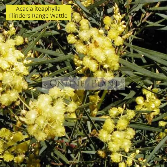 Acacia Iteaphylla Flinders Range Wattle